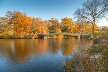 Fototapeta na wymiar Bow Bridge in Central Park, New York City, Surrounded by Golden Foliage