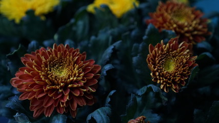 A Couple Orange Flowers