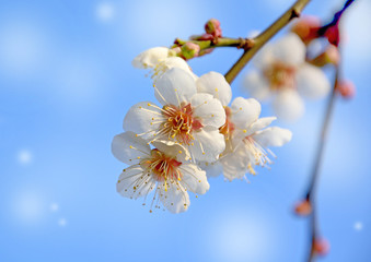 早春の梅の花