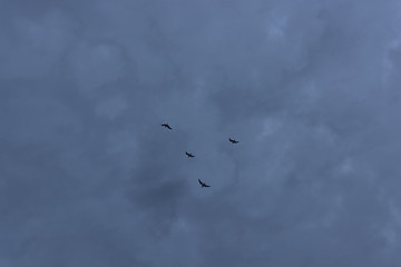 Obraz premium Flock of Birds Under Dark Clouds