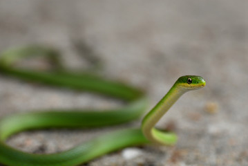 Green Snake
