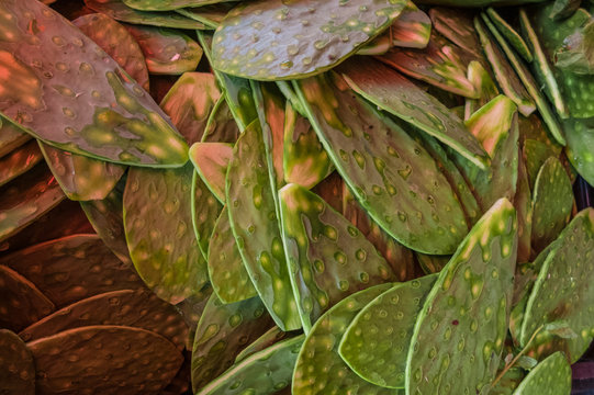 Nopales a granel 04