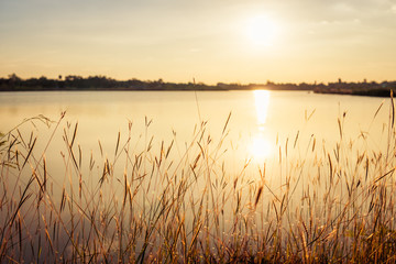 Fototapety  Kwiat trawy na krajobrazie zachodu słońca