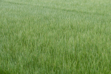 ビーグ（イ草）畑