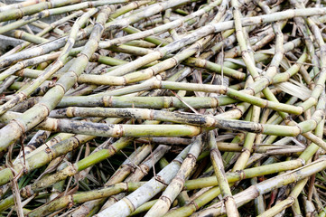 サトウキビの刈り取り