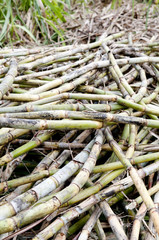 サトウキビの刈り取り