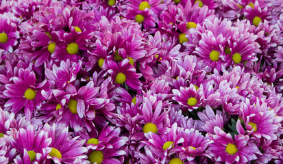 Obraz premium close-up purple chrysanthemum in the garden. A bouquet of chrysanthemums. Chrysanthemum Flower. and Morning light Is a beautiful flower