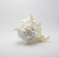 Shell use used as a decoration on white background with copy space
