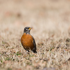 American Robin #2 - An American Robin keeping a lookout in Lady Bird Johnson Park in Washington, DC