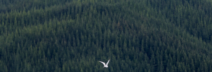 Seagull catching fish on the wing