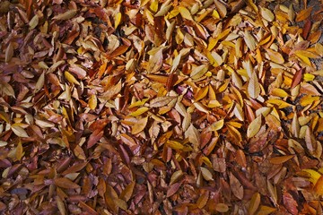 Autumn fallen leaves
