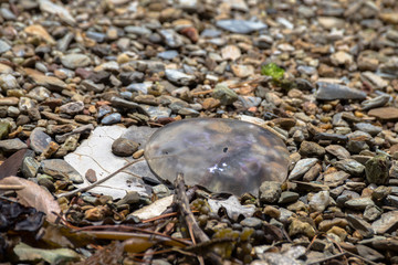 Jellyfish on the beach
