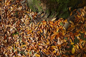 Autumn fallen leaves
