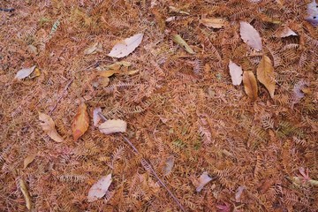 Autumn fallen leaves
