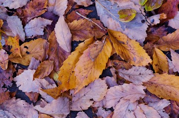Autumn fallen leaves
