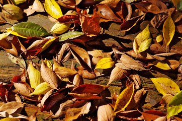 Autumn fallen leaves
