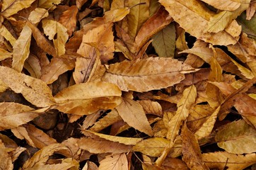 Autumn fallen leaves
