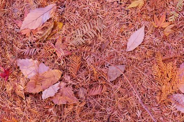 Autumn fallen leaves
