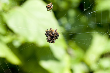 チブサトゲグモ