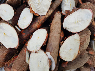 root known as yuca or  Yucca in a local market in Bogota, Colombia