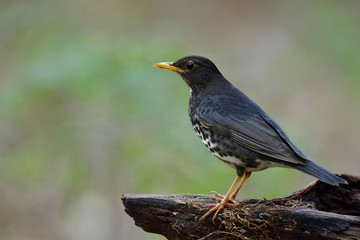Fascinated black bird with white belly and yellow beaks perching on dirty log in nature showing its side feathers profile, Japanese thrush (Turdus cardis)