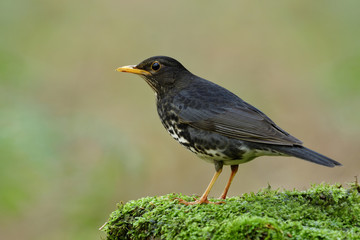 Fascinated black bird with white belly and yellow beaks perching on green mossy spot in nature showing its side feathers profile, Japanese thrush (Turdus cardis)
