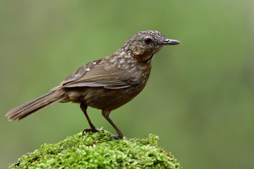 Limestone wren-babbler (Napothera crispifrons) most wanted megnificent brown bird in Thailand, fascinated animal