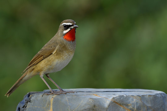 Exotic male of Siberian rubythroat (Calliope calliope) beautiful bright fire neck bird chuby looked showing velvet jewelry feathers on its chest, fascinated animal