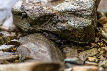 Crab hiding under a rock