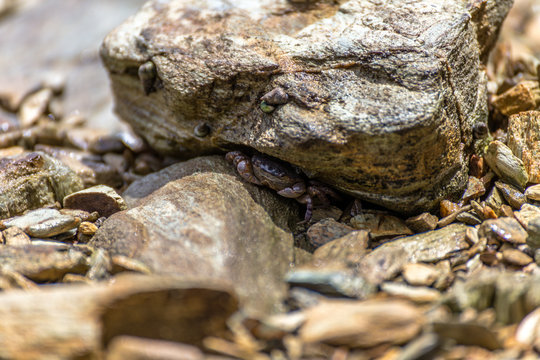 Crab hiding under a rock