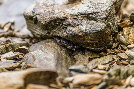 Crab hiding under a rock