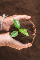 Young sprout in springtime,Closeup.Hands of farmer growing plant a tree natural background,Plant a tree growing plant The soil and