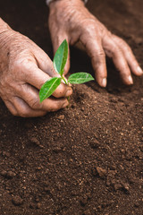 Young sprout in springtime,Closeup.Hands of farmer growing plant a tree natural background,Plant a tree growing plant The soil and
