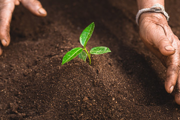 Young sprout in springtime,Closeup.Hands of farmer growing plant a tree natural background,Plant a tree growing plant The soil and