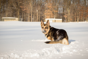 German Shepherd in Snow