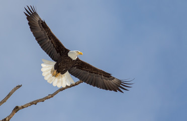 Obraz premium Bald Eagle in Flight