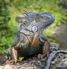 Obraz premium Multicolored iguana close up standing on a rock against a blurred natural green background.