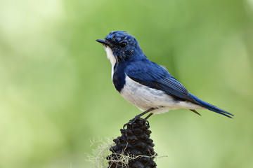 Beautiful blue bird, Ultamarine Flycatcher (superciliaris ficedula) perching on pine fruit over blur green background in nature, fascinated creature