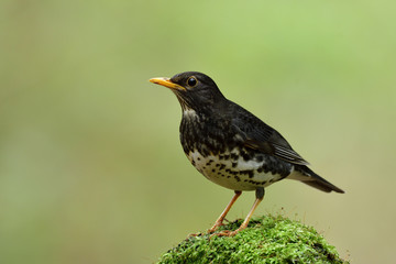 Fascinated black bird with white belly yellow beaks and legs perching green mossy top in nature, Juvenile of Japanese thrush (Turdus cardis)