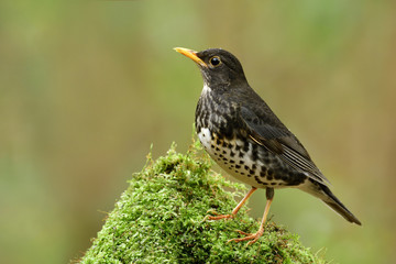 Japanese thrush (Turdus cardis) beautiful grey to black bird straitly standing on mossy spot showing sharp featehrs and body details