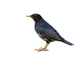 Japanese thrush (Turdus cardis) beautiful grey to black bird with white belly yellow beaks and legs straitly standing showing sharp featehrs and body details