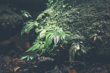 Deep in the asian rainforest. Tropical nature.