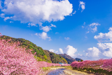 Fototapeta na wymiar 美しい河津桜のある風景