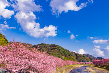 Naklejka na ściany i meble 美しい河津桜のある風景