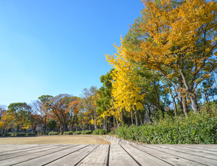 Naklejka na ściany i meble Empty wooden terrace with nature parke at autumn time