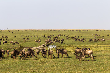 Fototapeta na wymiar Migration of animals in savanna of Kenya. Africa