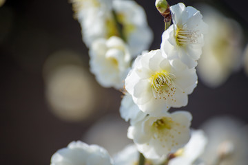 梅の花