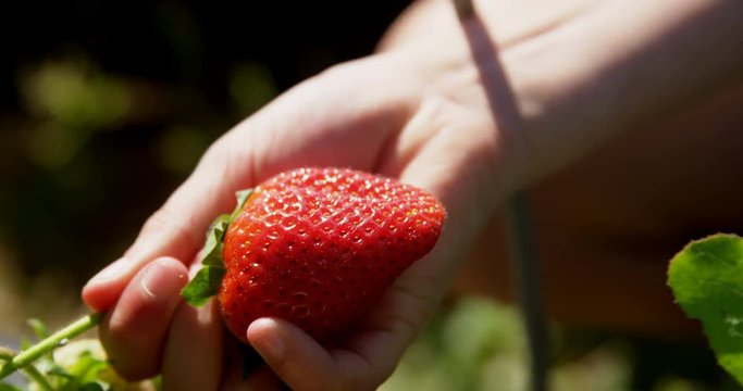 Girl picking strawberry in the farm 