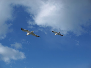 Flying seagulls