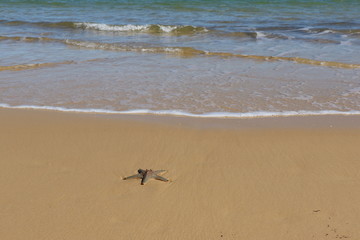 starfish on the beach